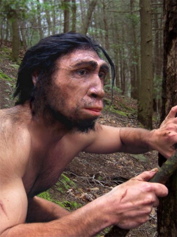 homo erectus credit yale university