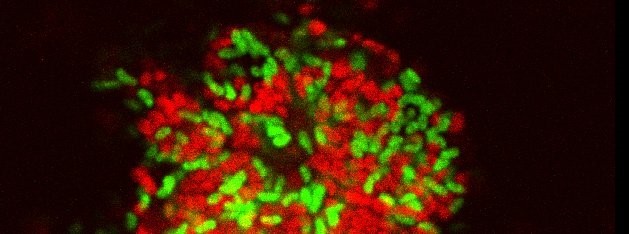 bacteria miles below ground