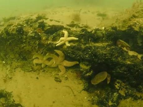 Doggerland lost forest found under North Sea