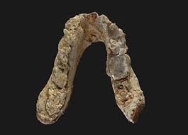 graecopithecus freybergi lower jaw azmaca bulgaria