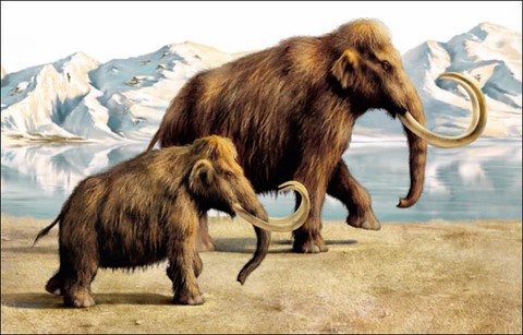 mammoths - siberia