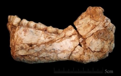 jebel irhoud mandible earliest homo sapiens