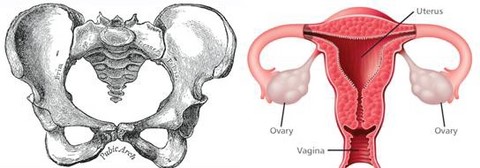 butterfly shape female pelvis ovaries