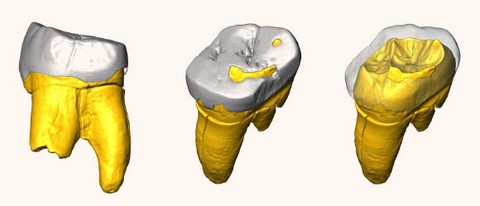 neanderthal molar poland S5000