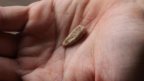 550,000 y old human tooth found in France
