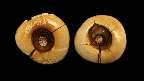 paleolithic drill work on incisors Riparo Fredian University Bologna