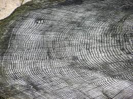 tree rings 