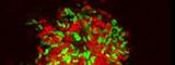 bacteria miles below ground