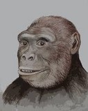 Graecopithecus freybergi