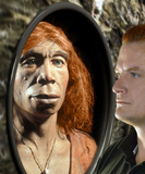 DNA of Europeans is 1% to 8% neandertal