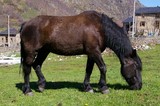 pyrenean merens horsebreed ariegeois